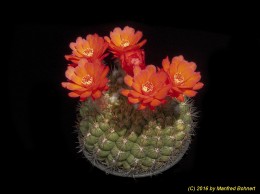 Matucana spec. KK1776 1414